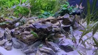 glow danios and goby In running river tank