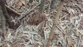Preventing flooding and controlling washouts with bamboo