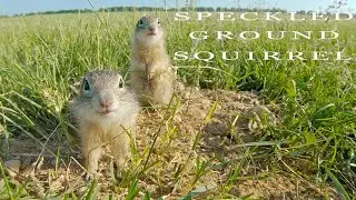 Speckled ground squirrel in Belarus