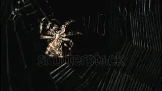 huge spider making web at night