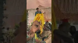 Dulha is on camel 😛 #shorts #yutubeshorts