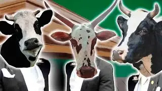 Cow 