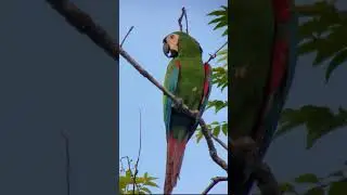 In&iacute;rida - Birding Tour in Amazon Jungle