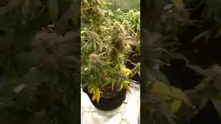 Harvest Day for Sour Stompers and taking the rest of the tent early