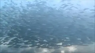 School of 