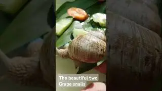 #viral #insects #wildlife The beautiful two Grape snails🐌❣️🐌🥒🥕