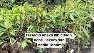 Jual Aneka Bibit Buah, Kohe, Sekam dan Media tamam