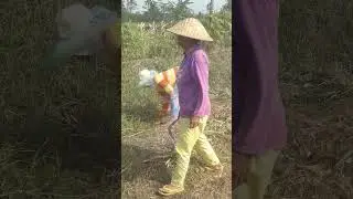 Sing tenang ojo kesusu muring