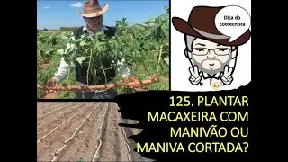125. PLANTAR MACAXEIRA COM MANIVÃO OU MANIVA CORTADA OBJETIVANDO A PRODUÇÃO DA PARTE AÉREA?