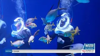 Guests immersed in marine habitat at SeaTrek Experience at the MS Aquarium