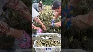Why some people regularly harvest cactus offshoots?
