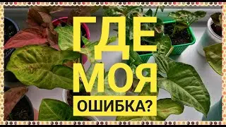 Мои сингониумы. Где ошибка? Не хочется терять этот сингониум. Обзор сортов в сентябре 2021.