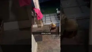 duck in da house #funny #shorts #viral #fyp #ducks #funnyducks #funnyvideo #house #trending