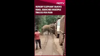 Hungry Elephant Blocks Road, Searches Multiple Trucks For Food