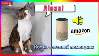Кот и голосовой помощник🔊😸Cat vs. Alexa (Amazon Echo) #shorts Funny Oriental Cat😄