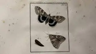 London Nature 19-Aug Moths of a Summer Night
