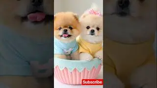 Cute teacup toy puppy 😍 #cute #baby #toys #cutebaby #barkingbliss #babyanimals #dog #pets #babydogs
