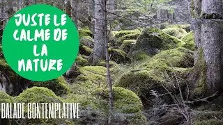 Balade en for&ecirc;t au printemps &ndash; Aucun humain crois&eacute;, juste le calme