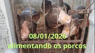 Alimentando os porcos na nossa chácara é uma rotina diária 