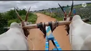 Hallikar Bulls of farmer pulling cart,, Not for sale