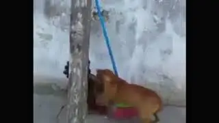 Funny action dog