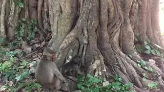 Baby Jessie and Lori fall down,baby monkey cry loudly