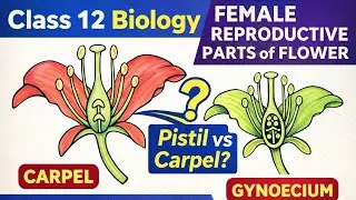 Pistil, Carpel aur Gynoecium Explained | Female Reproductive Part of Flower | Class 12