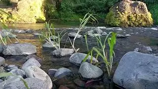 Midnight Flow Therapy – Restore Your Mind & Soul