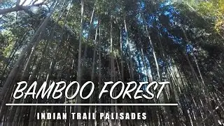 MAGICAL BAMBOO FOREST Indian Trail Palisades