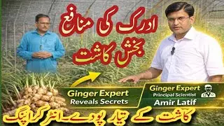#Ginger Farming Secrets Revealed by Expert | Complete Guide for High YieldYield #Sowing Time 2026