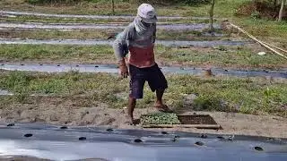 THIS SMART FARMER'S METHOD MAKES SEED SPREADING PERFECT EVERY TIME! -Agriculture Farming