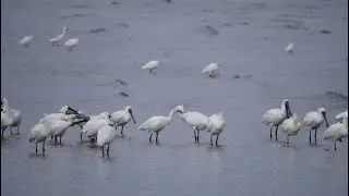 Birds of the Ariake Sea Tidal Flats