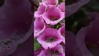The Lore and Uses of Foxglove