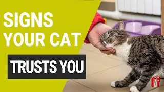 10 signs that your cat trusts you