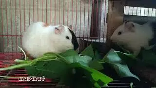 animals, guinea pigs eat kale leaves