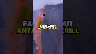 ANTARCTIC KRILL FACTS! #shorts #short #shortvideo #animals #facts #wildlife #nature #ocean