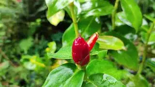 Red Button Ginger / Costus Woodsonii Plants / Full care