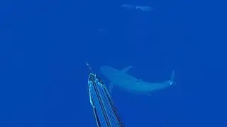 Spearfishing for MONSTER DOGTOOTH TUNA and WAHOO with Major Fails!