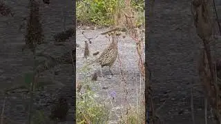 #greypartridge #sheffield #shorts