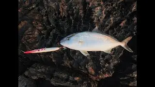 Montenegro Spinning - Amberjack live strike (Seriola) C&R - Spasm lure