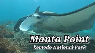 Manta Point Komodo: Majestic Mantas & A Triggerfish Attack