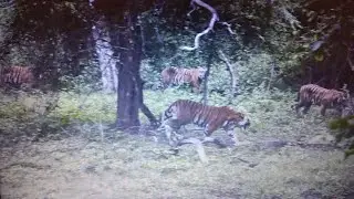 4 Huge Tigers at Kabini safari, The best sightings mother tiger with Huge cubs. Nagarahole tigers
