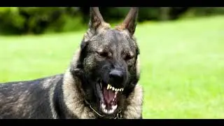 Bellender Sch&auml;ferhund - 1 STUNDE LANG