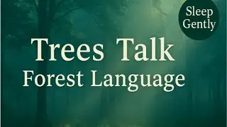 Relaxing Sleep | How Do Trees Talk? The Secret Language of Forest Air