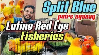Split Blue Lutino Red Eye Fisheries Pathaaaay agay vip quality mai