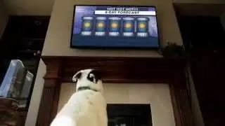 Als Plumbing Plano Dog Commercial