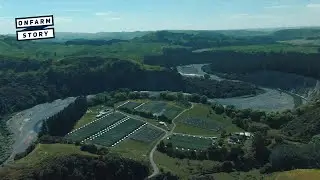 Game Bird Farming &ndash; Breeding Phesants in Hawke&rsquo;s Bay | On Farm Story