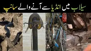 snakes in flood India to Pakistan//selab ma sanp//snake//flood//Pakistan fkood//India flood//NeWS
