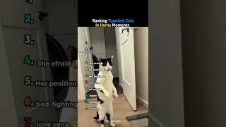 Ranking Funniest Cats in Home Moments 😂