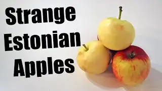 Strange Apple Varieties in Estonia - Weird Fruit Explorer
